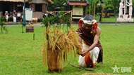 New rice celebration ritual of Chu Ru ethnic people reenacted